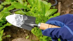 Bicarbonato de sódio comum contra as pragas: uma forma rápida e barata de proteger a colheita