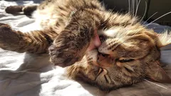 Melhor do que qualquer meteorologista: como os gatos preveem o tempo e dizem-lhe